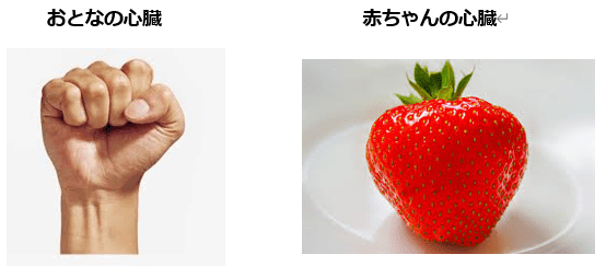 大人の心臓の大きさは、自分のにぎり拳くらいで、生後間もない赤ちゃんの心臓の大きさは大きないちごとかピンポン玉くらい