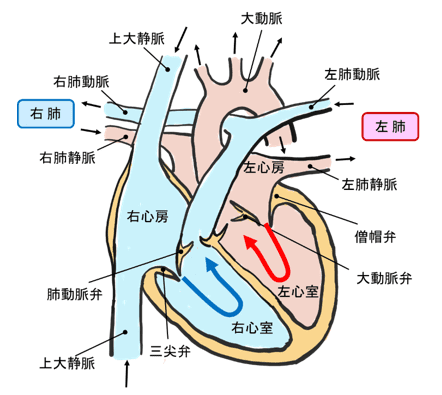 図１：正常の心臓の構造と血液の流れ